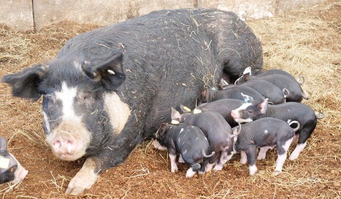 Mama pig and its youngs in a pig farm