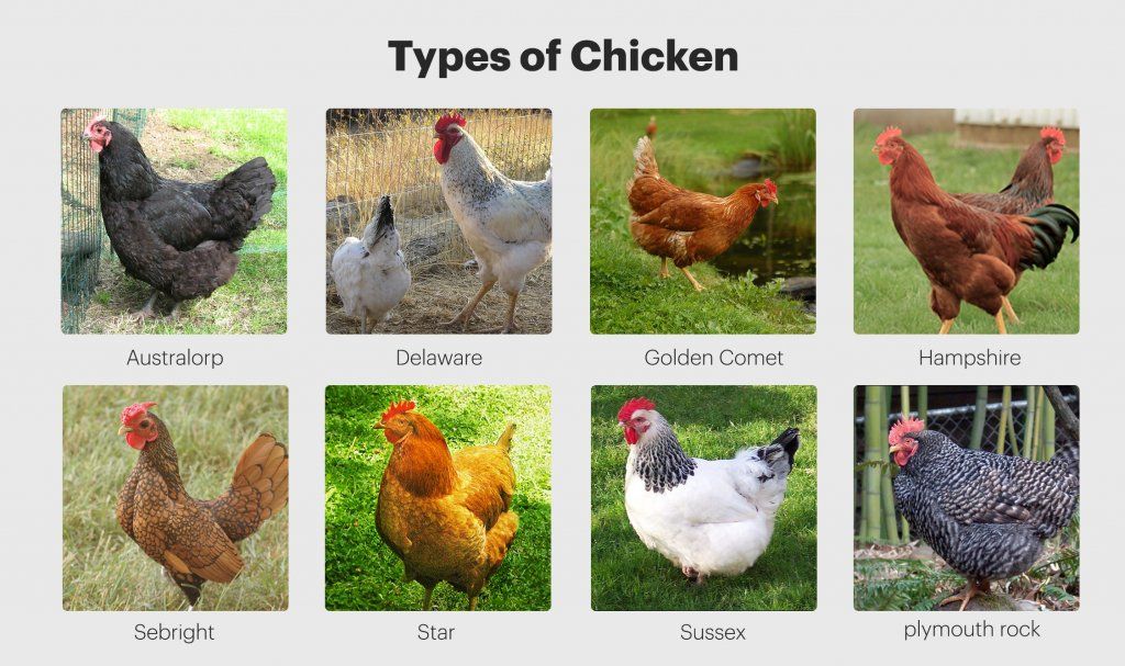 Chicken breed